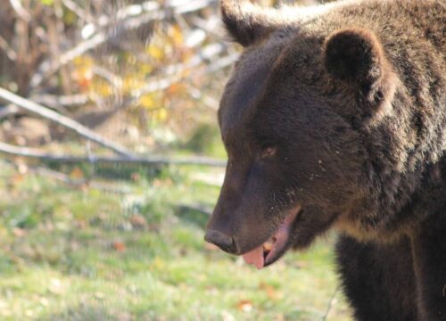 Libearty bear sanctuary in Brasov