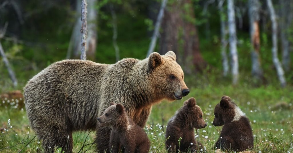 Mama bear with 3 cubs