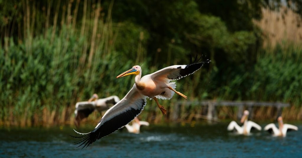 Pelicans flying in Danube's Delta