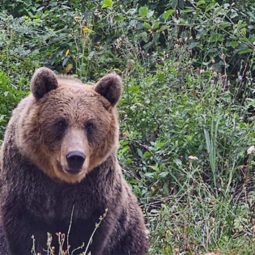 romanian brown bear