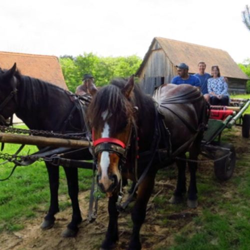 horses ride in romania